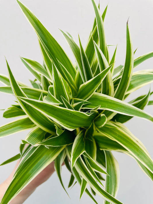 Bilde av Chlorophytum ‘Ocean’-Spanne Plantesalg