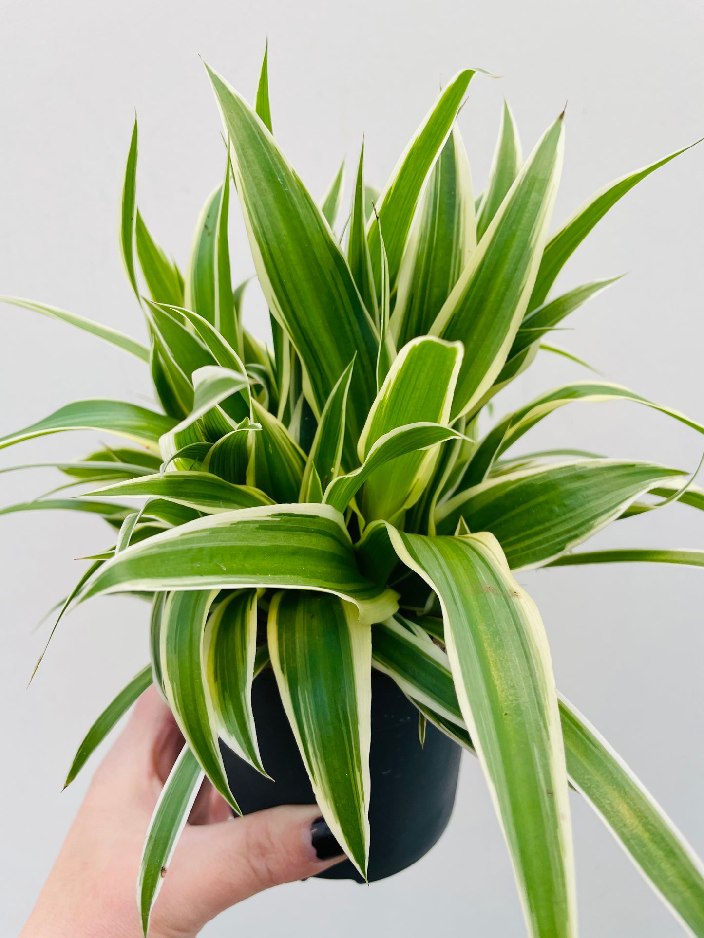 Bilde av Chlorophytum ‘Ocean’-Spanne Plantesalg