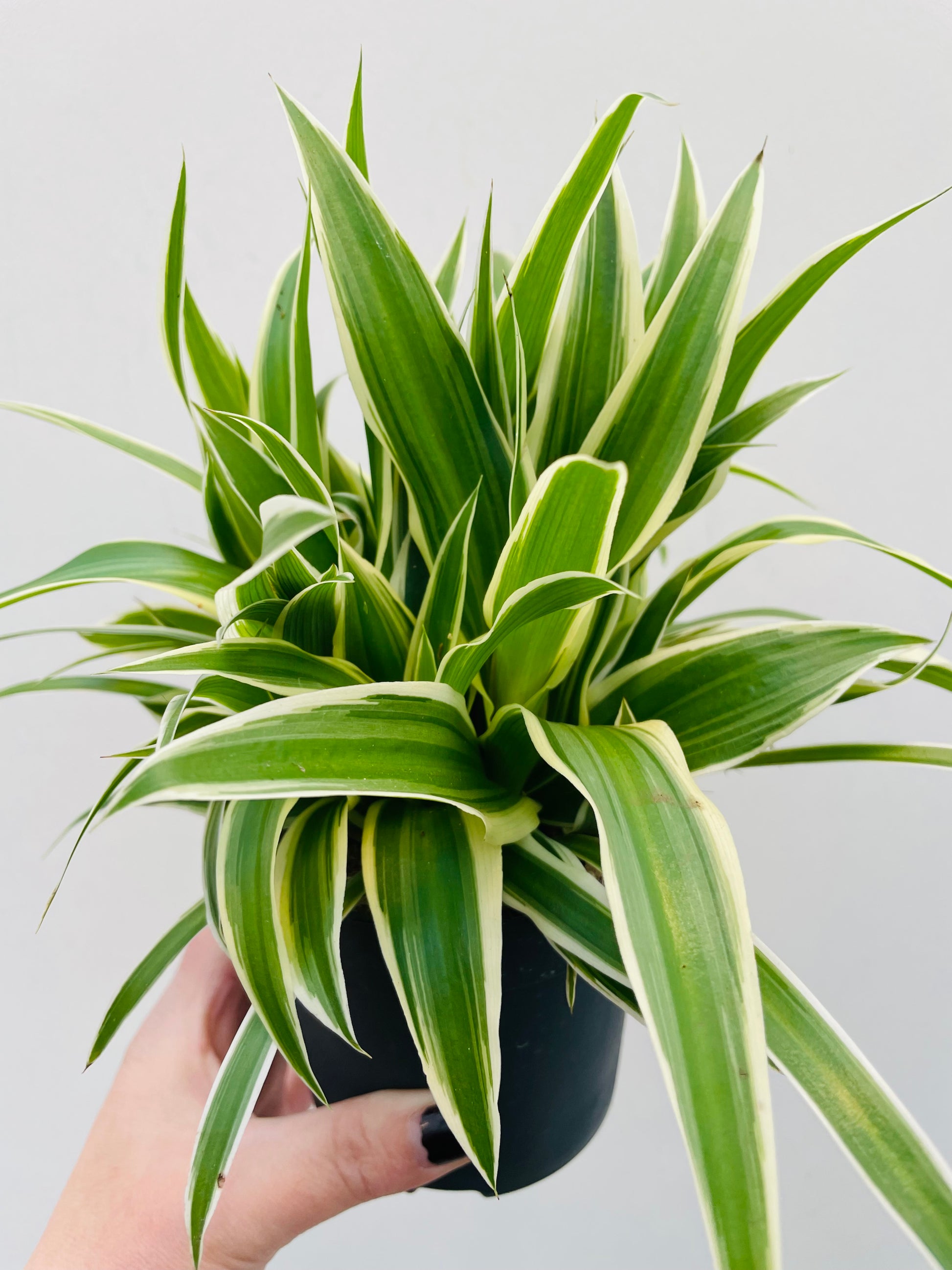 Bilde av Chlorophytum ‘Ocean’-Spanne Plantesalg