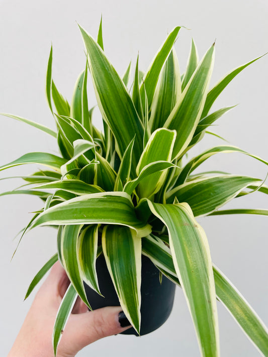 Bilde av Chlorophytum ‘Ocean’-Spanne Plantesalg