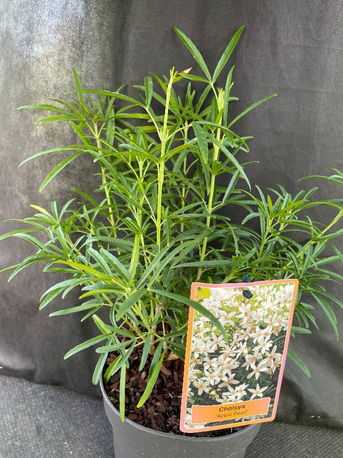 Bilde av Choisya 'Aztec Pearl'-Spanne Plantesalg