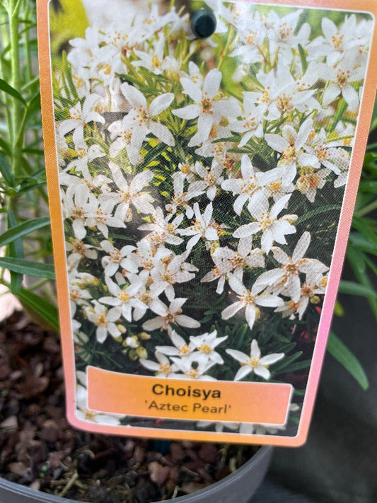 Bilde av Choisya 'Aztec Pearl'-Spanne Plantesalg