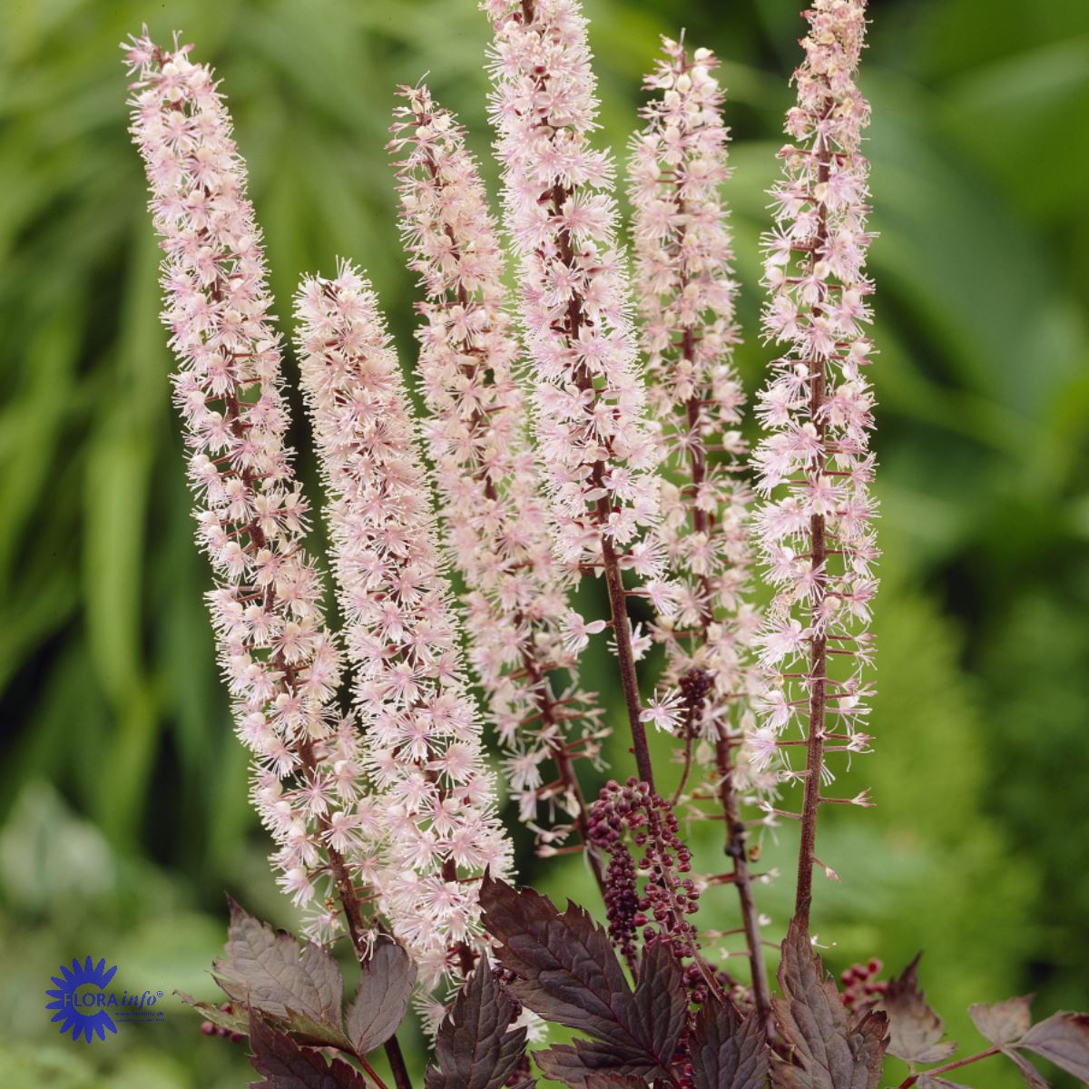 Bilde av Cimicifuga ramosa 'Pink Spike'-Spanne Plantesalg