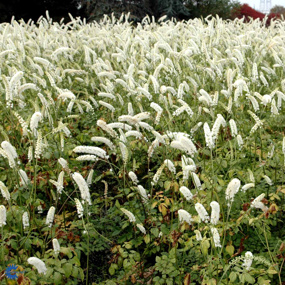 Bilde av Cimicifuga s. 'White Pearl'-Spanne Plantesalg