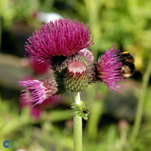 Bilde av Cirsium rivulare 'Atropurpureum'-Spanne Plantesalg