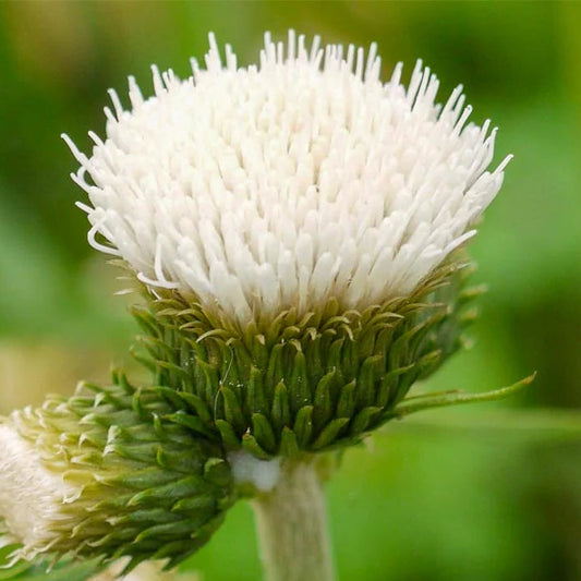 Bilde av Cirsium rivulare Frosted Magic-Spanne Plantesalg