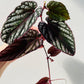 Bilde av Cissus discolor stikling-Spanne Plantesalg