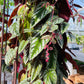 Bilde av Cissus discolor stikling-Spanne Plantesalg