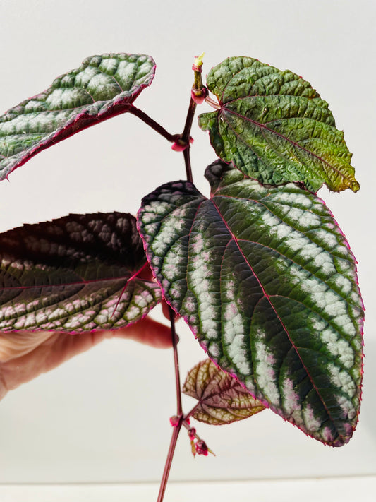 Bilde av Cissus discolor stikling-Spanne Plantesalg