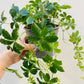 Bilde av Cissus striata-Spanne Plantesalg