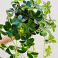 Bilde av Cissus striata-Spanne Plantesalg