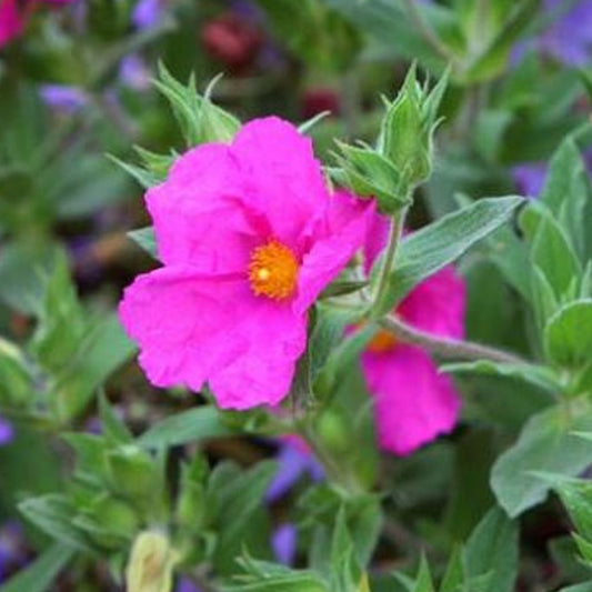 Bilde av Cistus crispus-Spanne Plantesalg