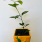 Bilde av Citrus Calamodin-Spanne Plantesalg