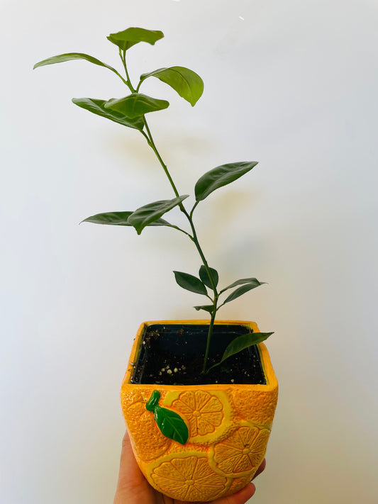 Bilde av Citrus Calamodin-Spanne Plantesalg
