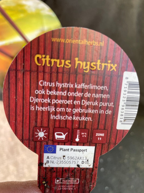 Bilde av Citrus hystrix-Spanne Plantesalg