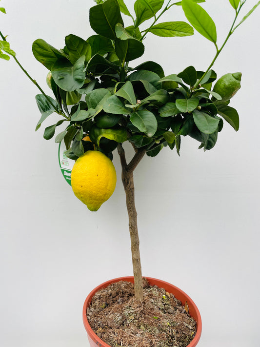 Bilde av Citrus lemon-Spanne Plantesalg