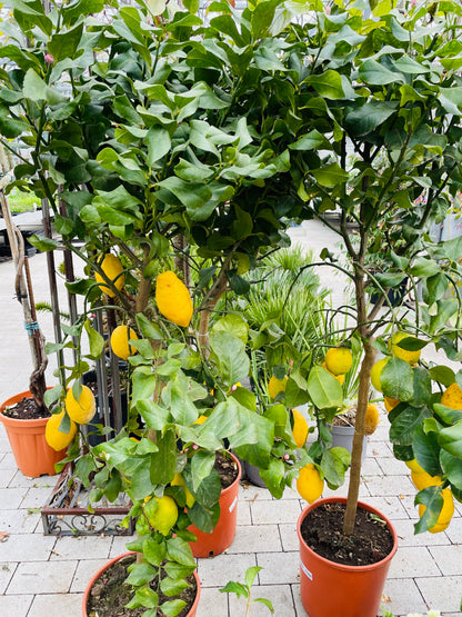 Bilde av Citrus Lemon-Spanne Plantesalg