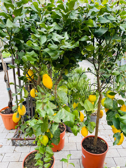 Bilde av Citrus Lemon-Spanne Plantesalg