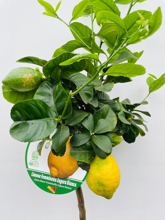 Bilde av Citrus lemon-Spanne Plantesalg