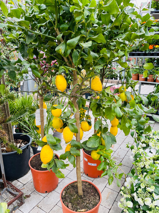 Bilde av Citrus Lemon-Spanne Plantesalg