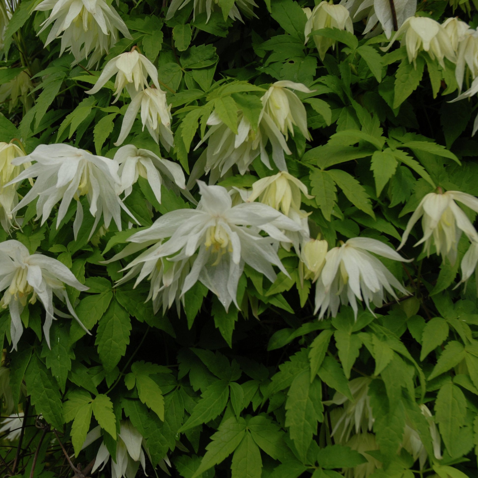 Bilde av Clematis 'Albina Plena' E-Spanne Plantesalg