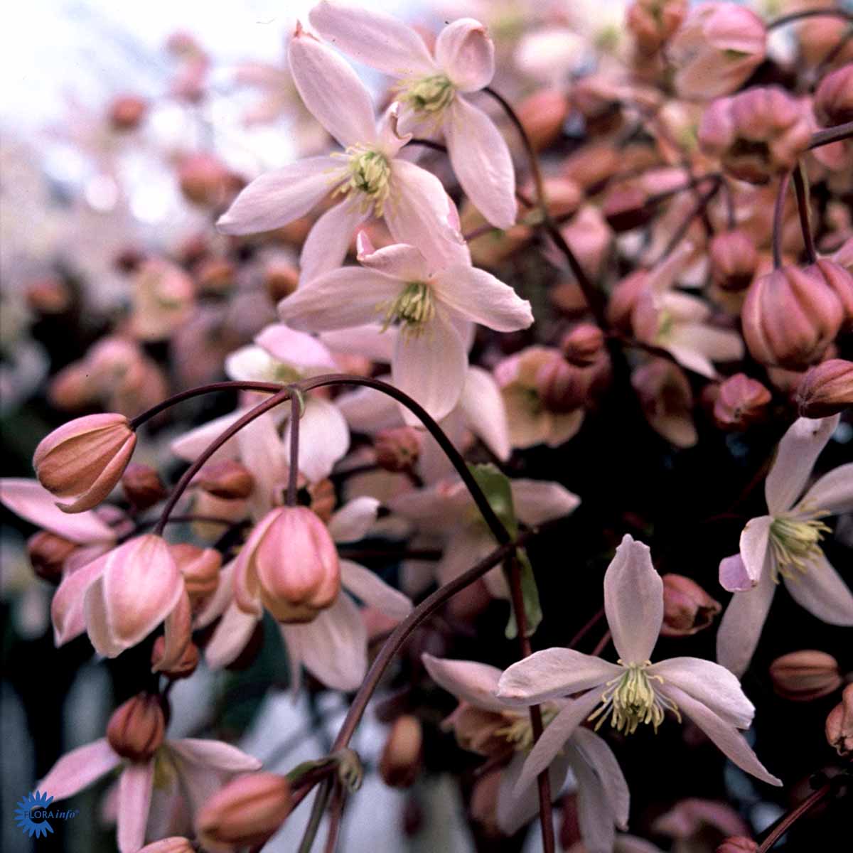 Bilde av Clematis arm. 'Apple Blossom'-Spanne Plantesalg