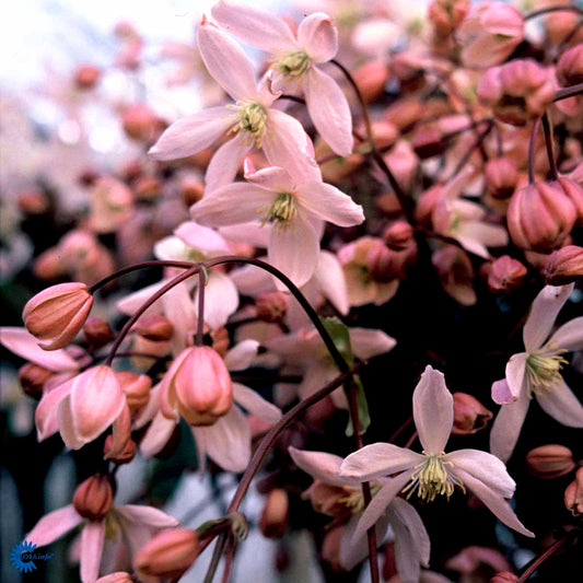 Bilde av Clematis arm. 'Apple Blossom'-Spanne Plantesalg
