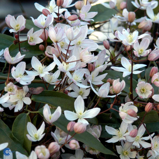 Bilde av Clematis armandii-Spanne Plantesalg