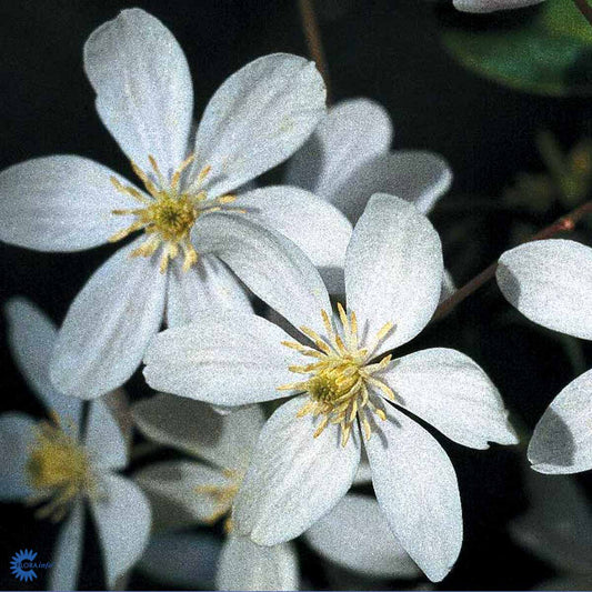 Bilde av Clematis armandii-Spanne Plantesalg