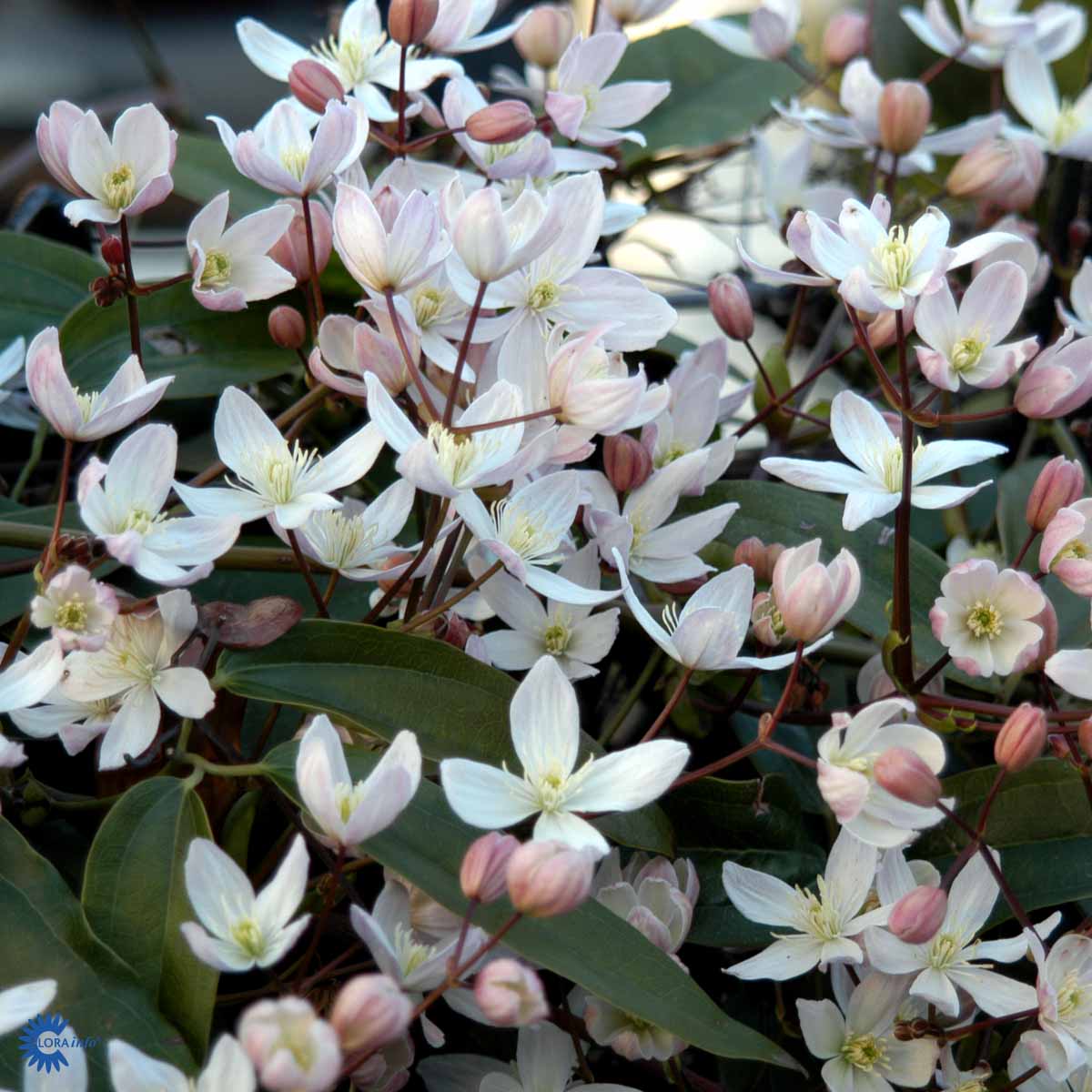 Bilde av Clematis armandii-Spanne Plantesalg