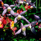 Bilde av Clematis atr. Willy-Spanne Plantesalg