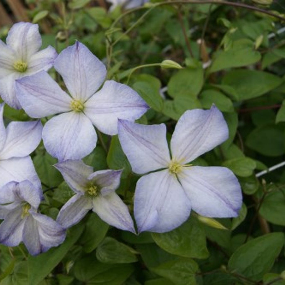 Bilde av Clematis 'Dutch Sky'-Spanne Plantesalg