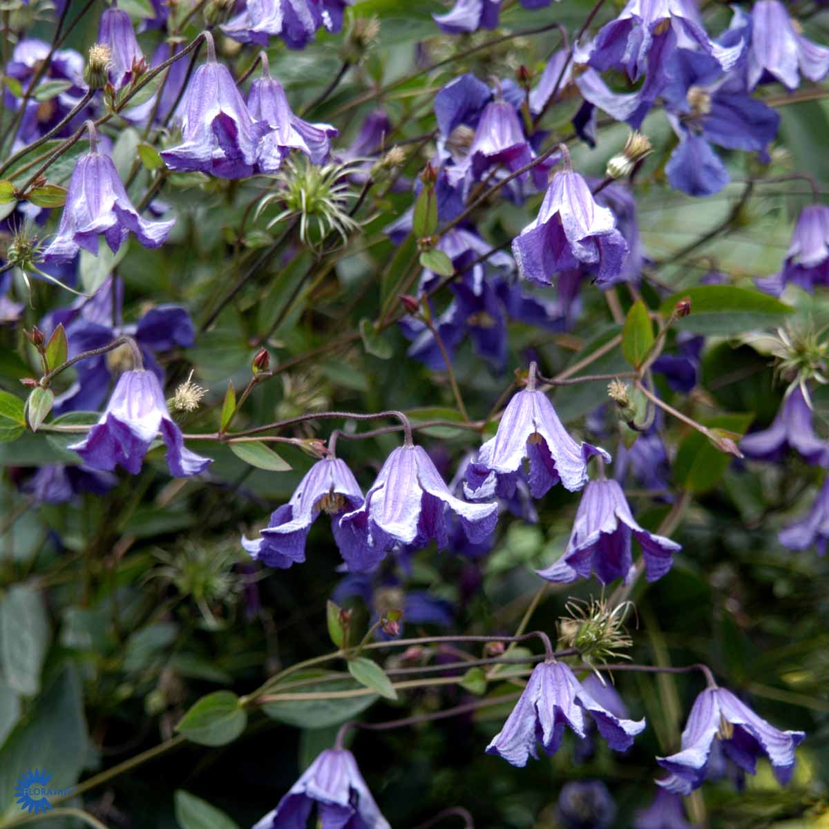 Bilde av Clematis 'Eriostemon'-Spanne Plantesalg