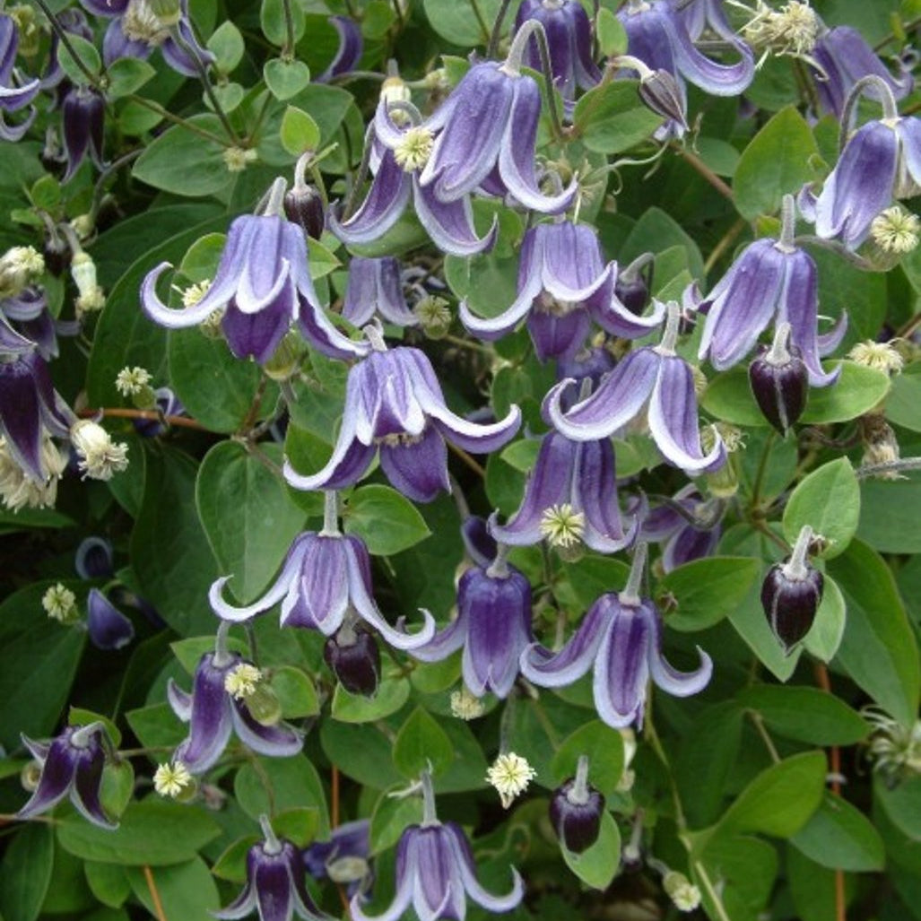 Bilde av Clematis 'Fascination' ®-Spanne Plantesalg