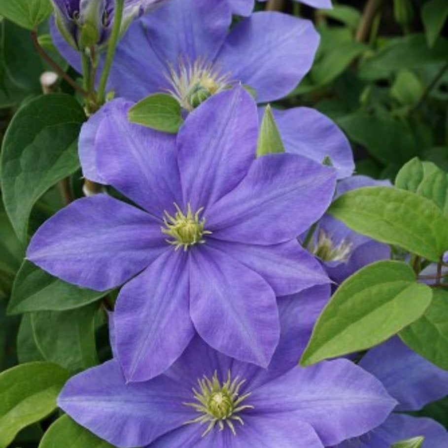 Bilde av Clematis 'Fujimusume'-Spanne Plantesalg
