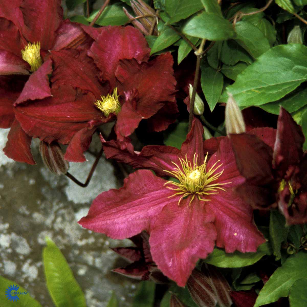 Bilde av Clematis jac. Niobe-Spanne Plantesalg