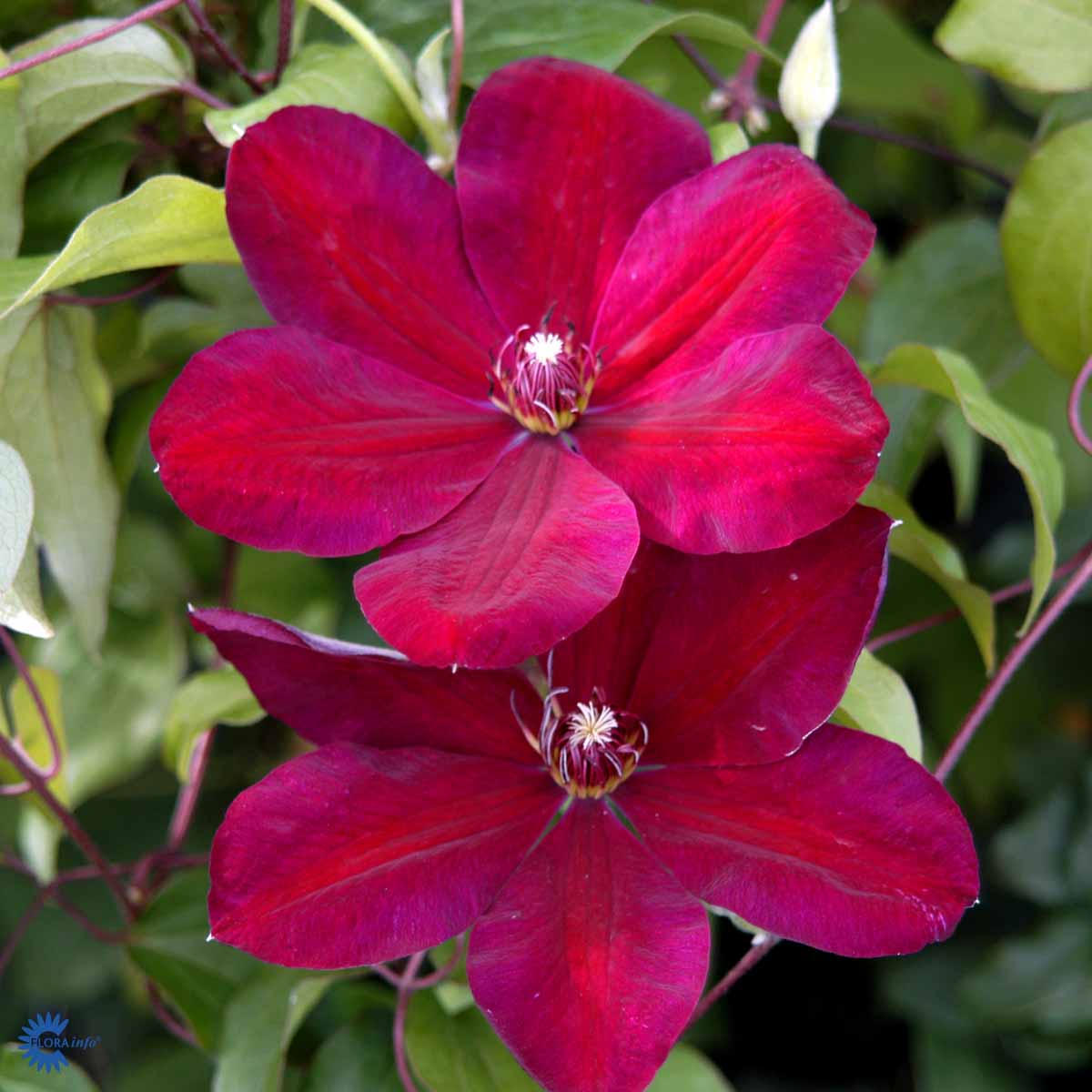 Bilde av Clematis jac. Niobe-Spanne Plantesalg