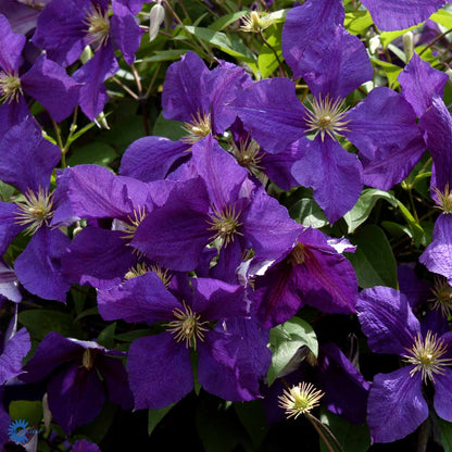 Bilde av CLEMATIS JACKMANII-Spanne Plantesalg