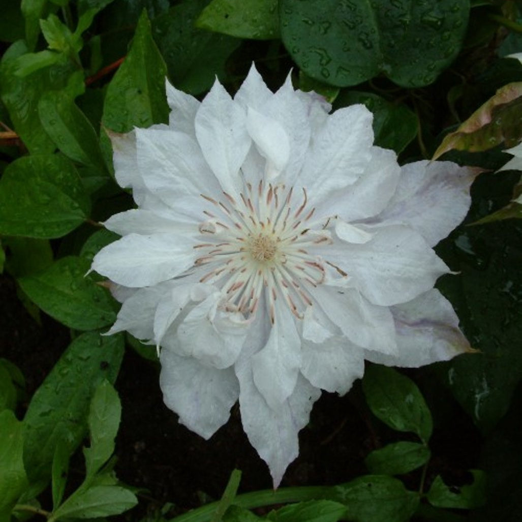 Bilde av Clematis 'Jackmanii Alba'-Spanne Plantesalg