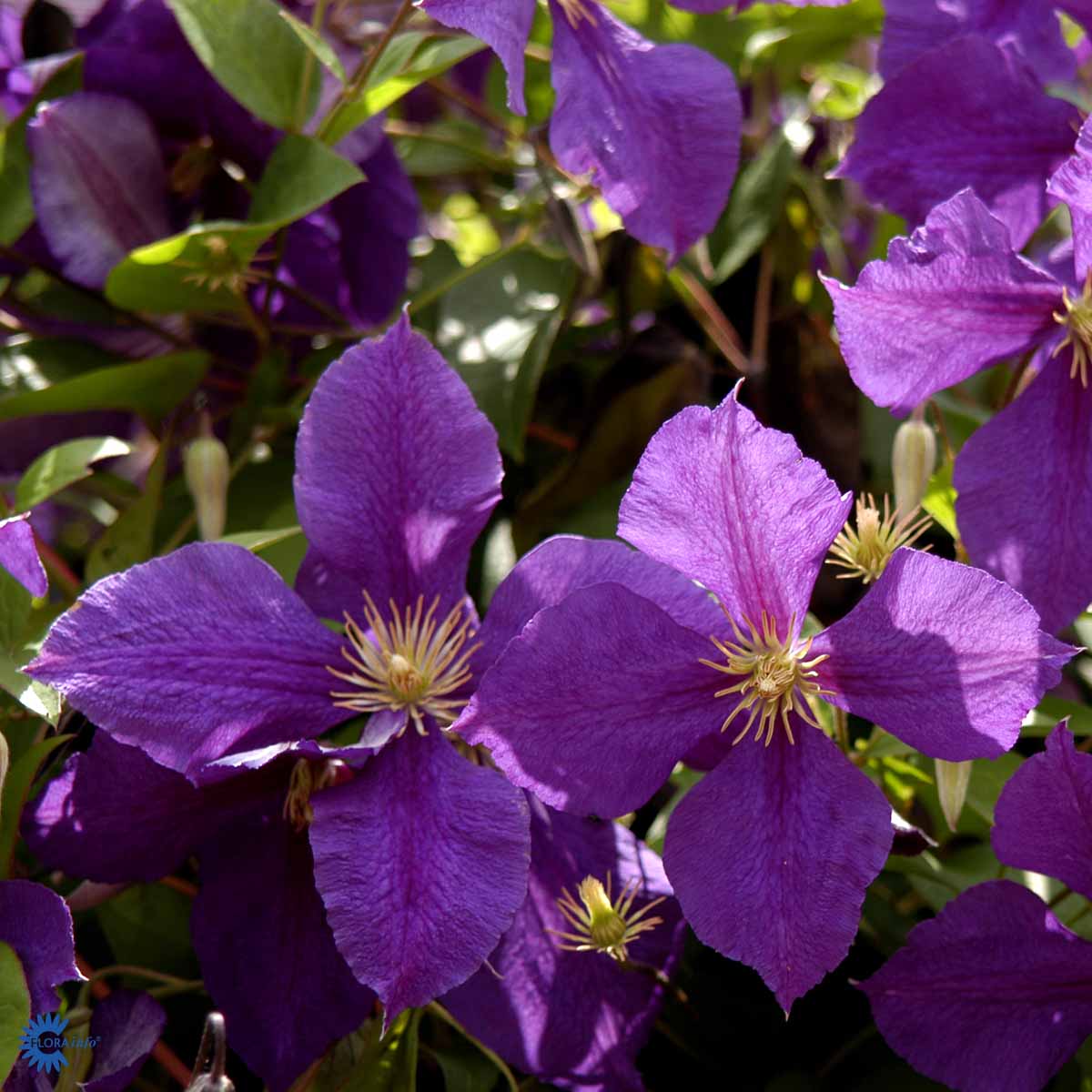 Bilde av CLEMATIS JACKMANII-Spanne Plantesalg