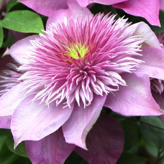 Bilde av Clematis 'Kaiser'-Spanne Plantesalg