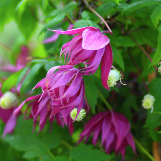Bilde av Clematis KAJSA E-Spanne Plantesalg