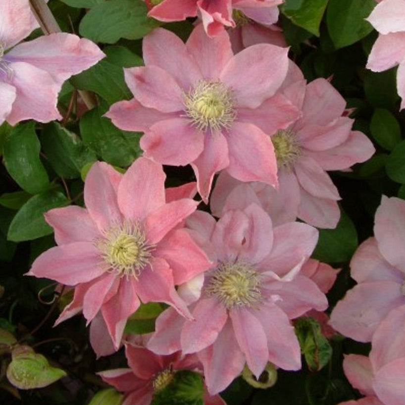 Bilde av Clematis 'Little Mermaid'-Spanne Plantesalg