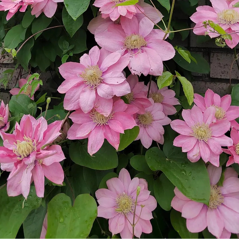 Bilde av Clematis 'Little Mermaid'-Spanne Plantesalg