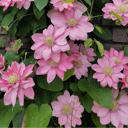 Bilde av Clematis 'Little Mermaid'-Spanne Plantesalg