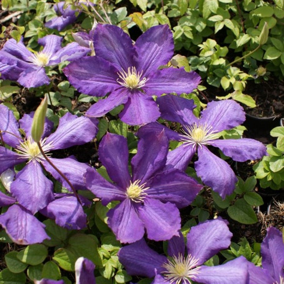 Bilde av Clematis 'Luther Burbank'-Spanne Plantesalg