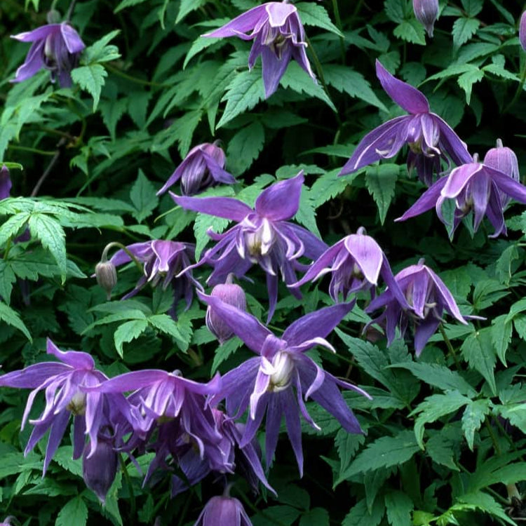 Bilde av Clematis macropetala 'Georg' E-Spanne Plantesalg
