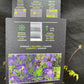 Bilde av Clematis 'Maidwell Hall'-Spanne Plantesalg