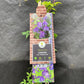 Bilde av Clematis 'Maidwell Hall'-Spanne Plantesalg