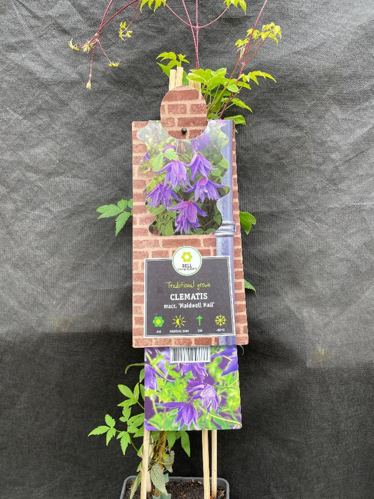 Bilde av Clematis 'Maidwell Hall'-Spanne Plantesalg